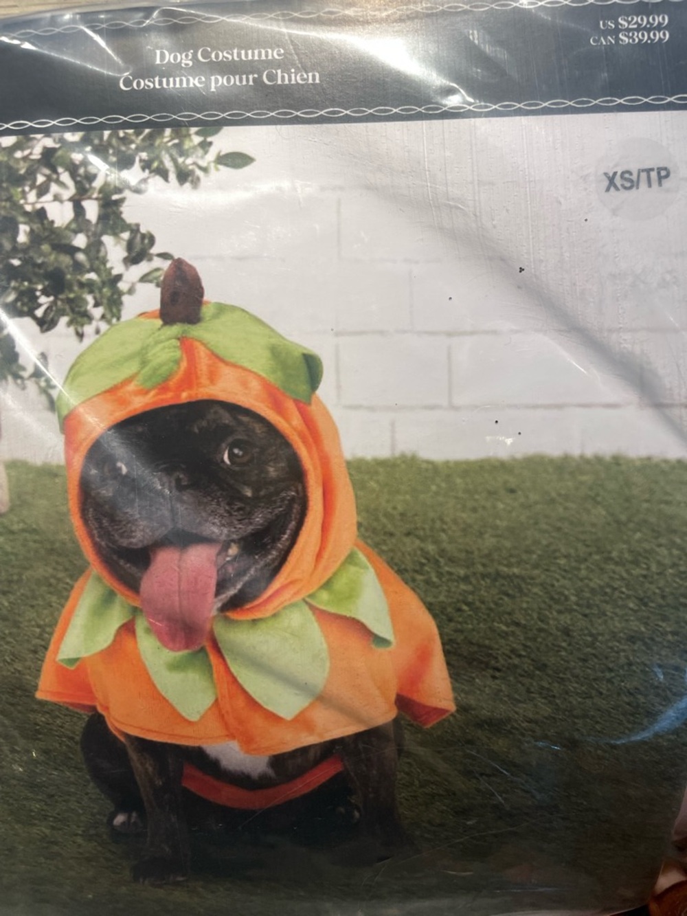 Pumpkin Dog Costume
